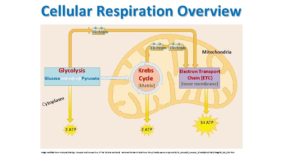 Cellular Respiration Overview Electrons Glycolysis Glucose Pyruvate Krebs Cycle [Matrix] Mitochondria Electron Transport Chain