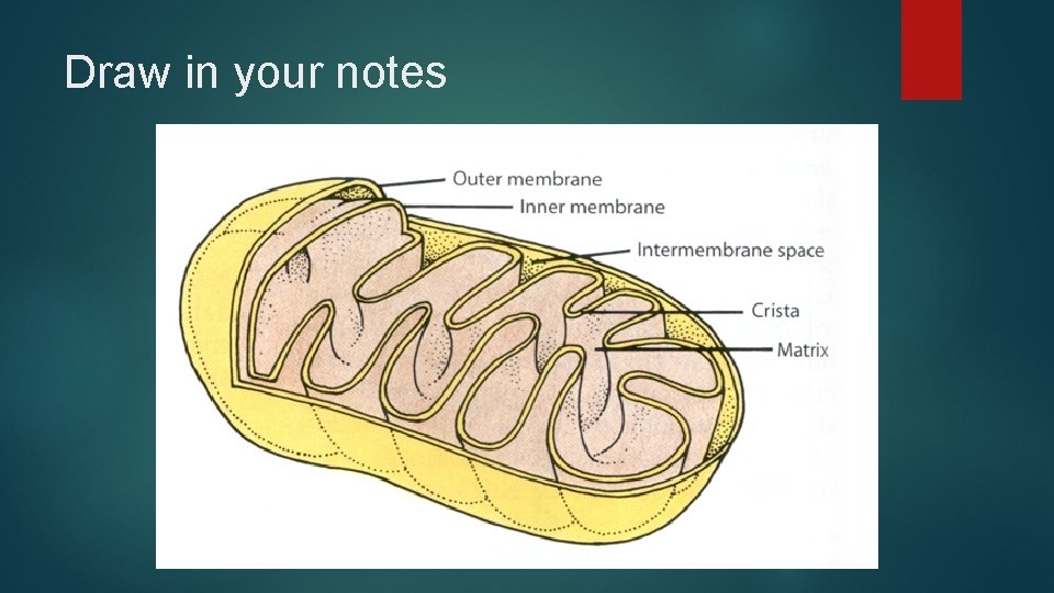 Draw in your notes 