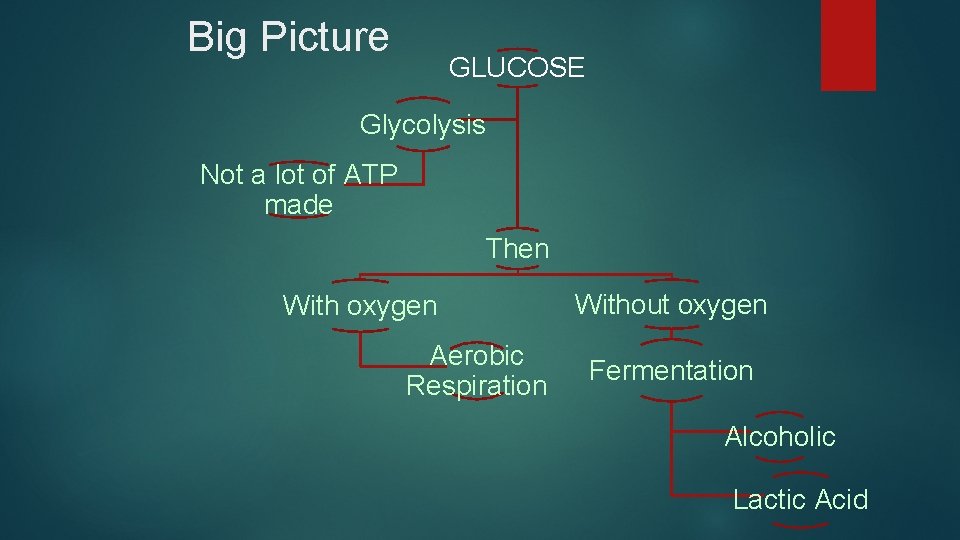 Big Picture GLUCOSE Glycolysis Not a lot of ATP made Then With oxygen Aerobic