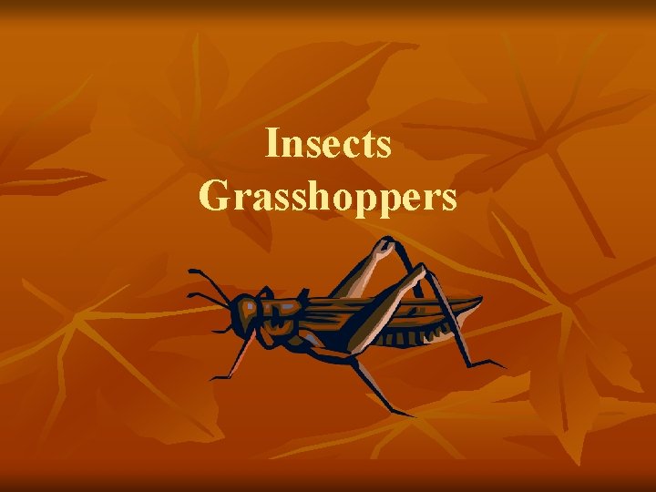 Insects Grasshoppers 