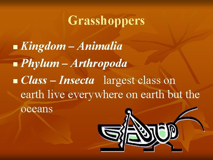 Grasshoppers Kingdom – Animalia n Phylum – Arthropoda n Class – Insecta largest class