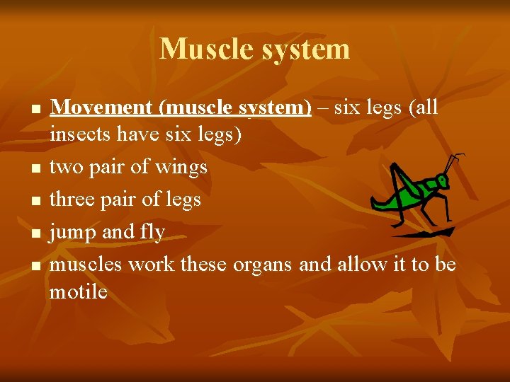 Muscle system n n n Movement (muscle system) – six legs (all insects have