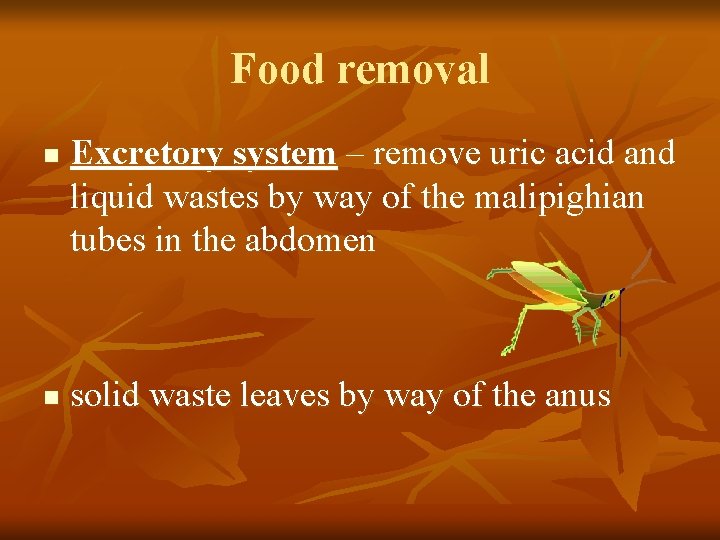 Food removal n n Excretory system – remove uric acid and liquid wastes by