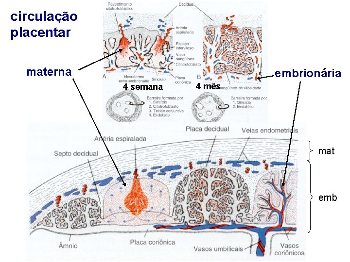 circulação placentar materna embrionária 4 semana 4 mês mat emb 