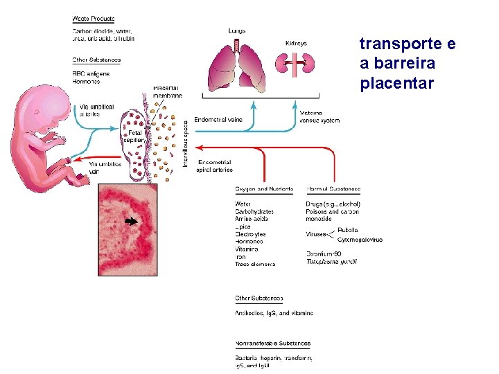 transporte e a barreira placentar 