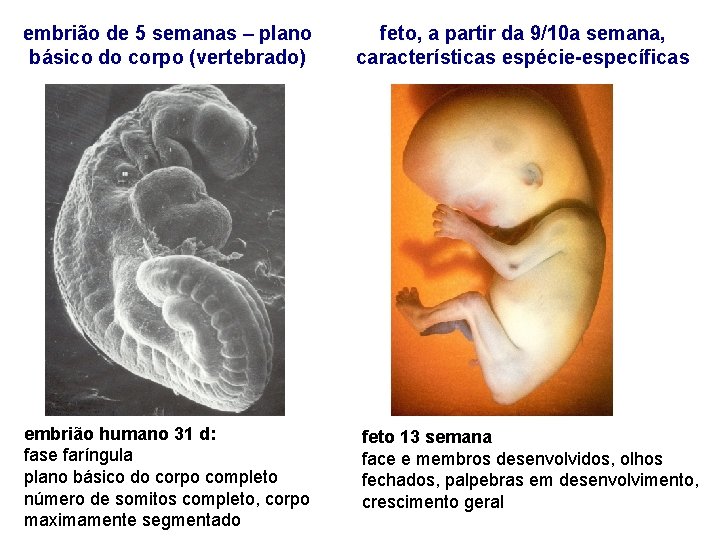 embrião de 5 semanas – plano básico do corpo (vertebrado) feto, a partir da