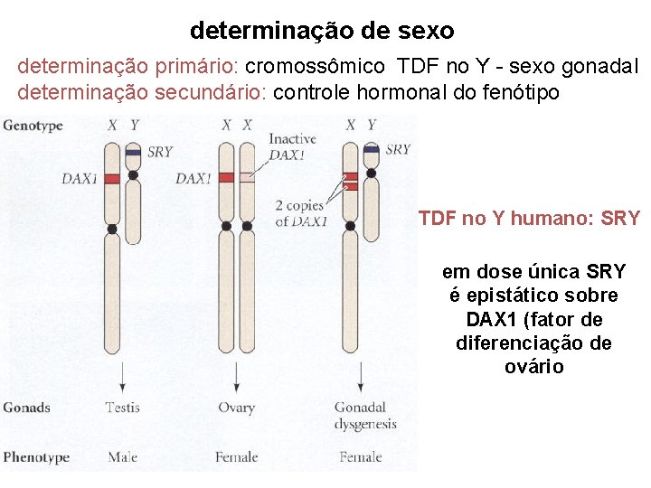 determinação de sexo determinação primário: cromossômico TDF no Y - sexo gonadal determinação secundário: