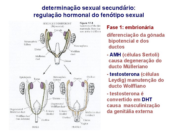 determinação sexual secundário: regulação hormonal do fenótipo sexual Fase 1: embrionária diferenciação da gônada