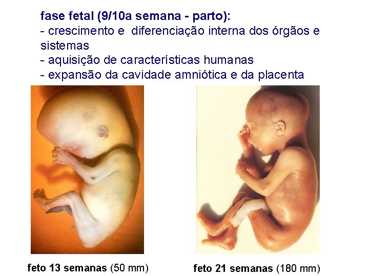 fase fetal (9/10 a semana - parto): - crescimento e diferenciação interna dos órgãos