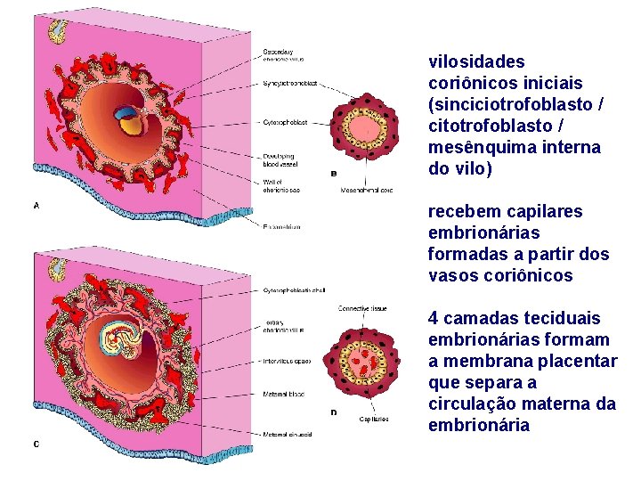 vilosidades coriônicos iniciais (sinciciotrofoblasto / citotrofoblasto / mesênquima interna do vilo) recebem capilares embrionárias