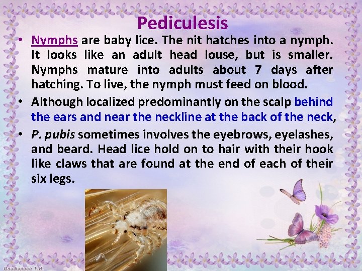 Pediculesis • Nymphs are baby lice. The nit hatches into a nymph. It looks