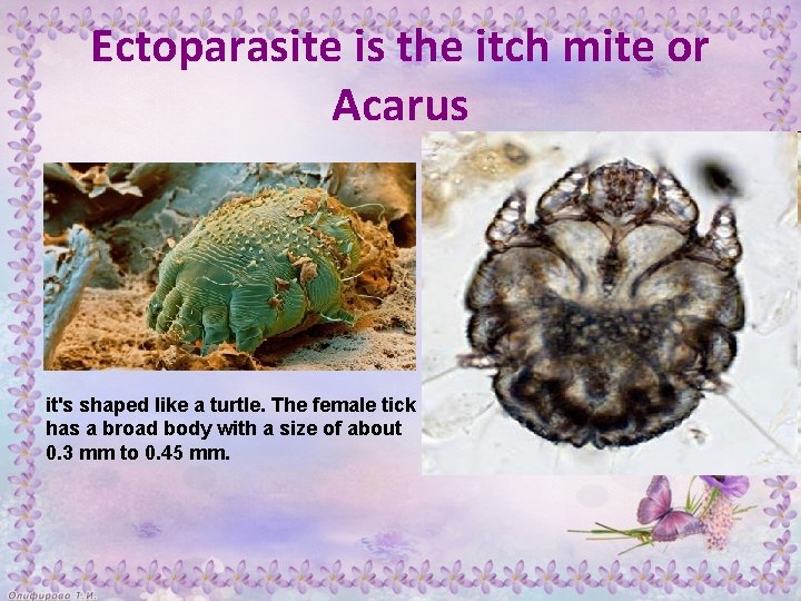 Ectoparasite is the itch mite or Acarus it's shaped like a turtle. The female
