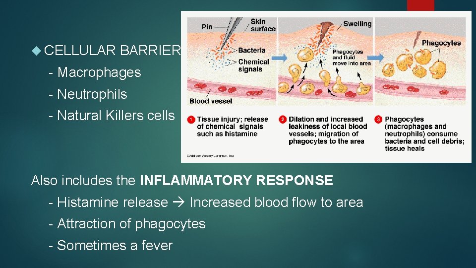  CELLULAR BARRIERS - Macrophages - Neutrophils - Natural Killers cells Also includes the
