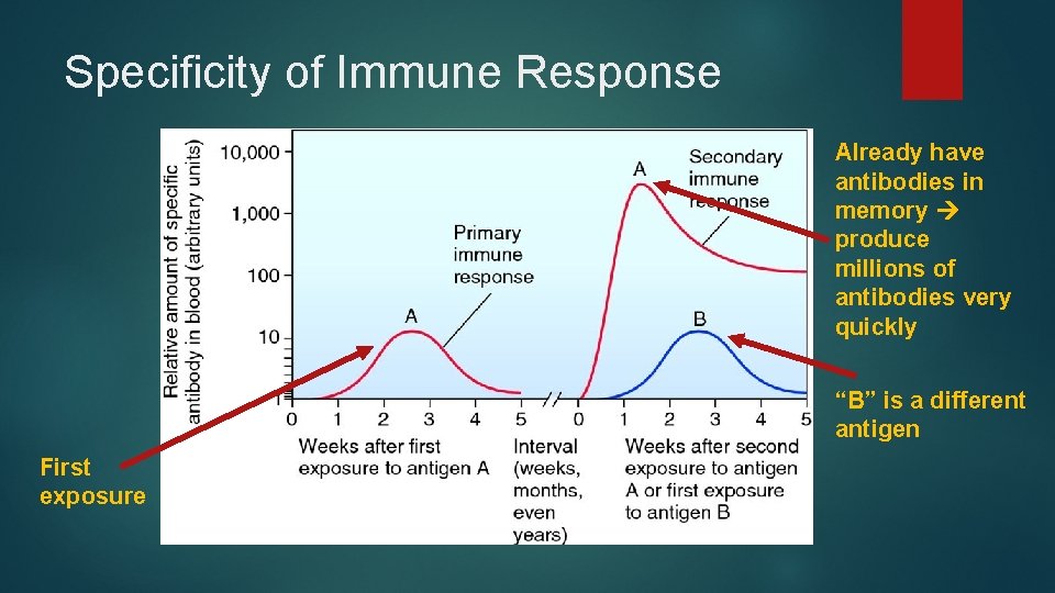 Specificity of Immune Response Already have antibodies in memory produce millions of antibodies very