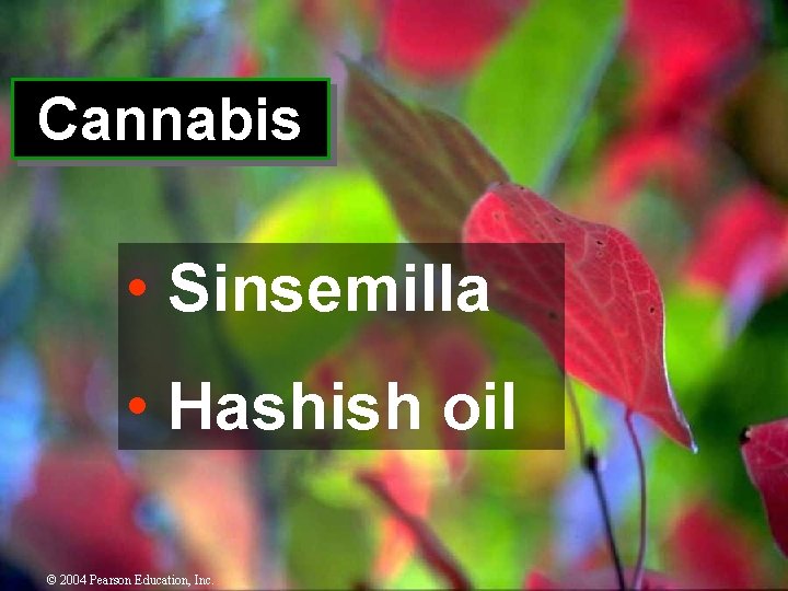 Cannabis • Sinsemilla • Hashish oil © 2004 Pearson Education, Inc. 