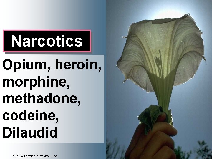 Narcotics Opium, heroin, morphine, methadone, codeine, Dilaudid © 2004 Pearson Education, Inc. 