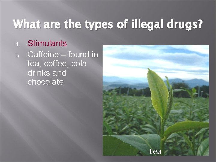 What are the types of illegal drugs? 1. o Stimulants Caffeine – found in