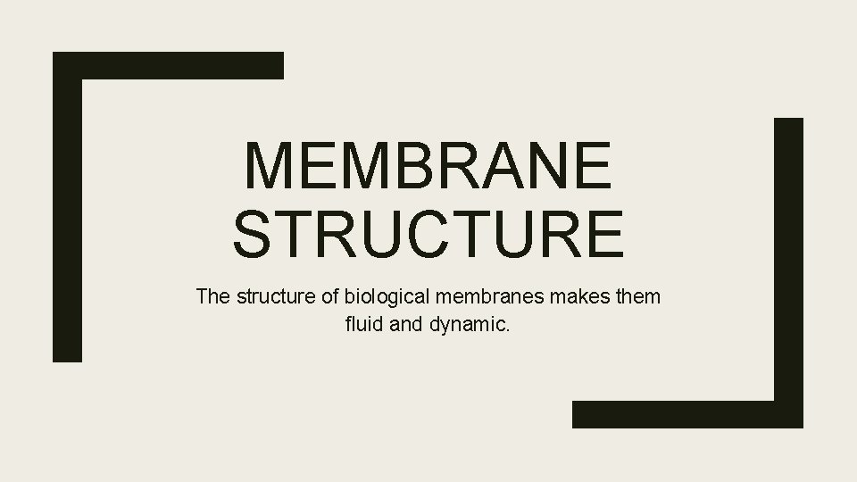 MEMBRANE STRUCTURE The structure of biological membranes makes them fluid and dynamic. 