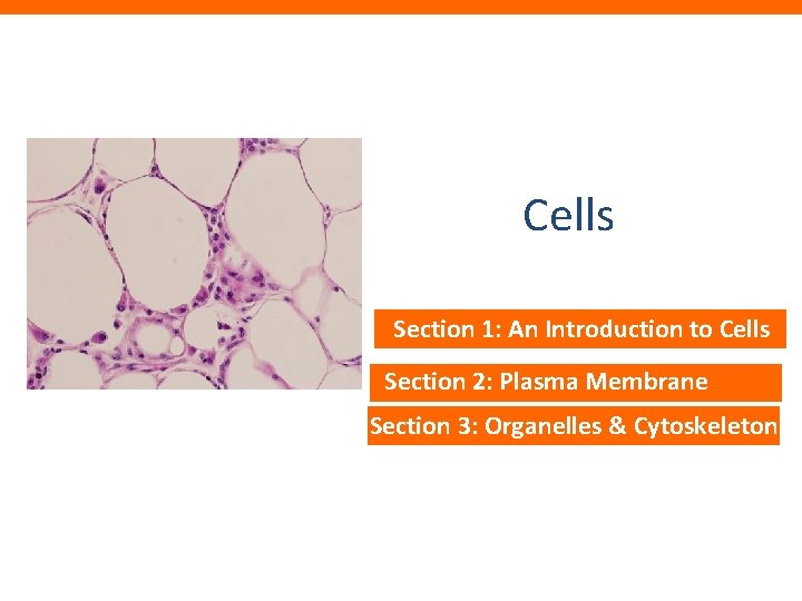 Cells Section 1: An Introduction to Cells Section 2: Plasma Membrane Section 3: Organelles