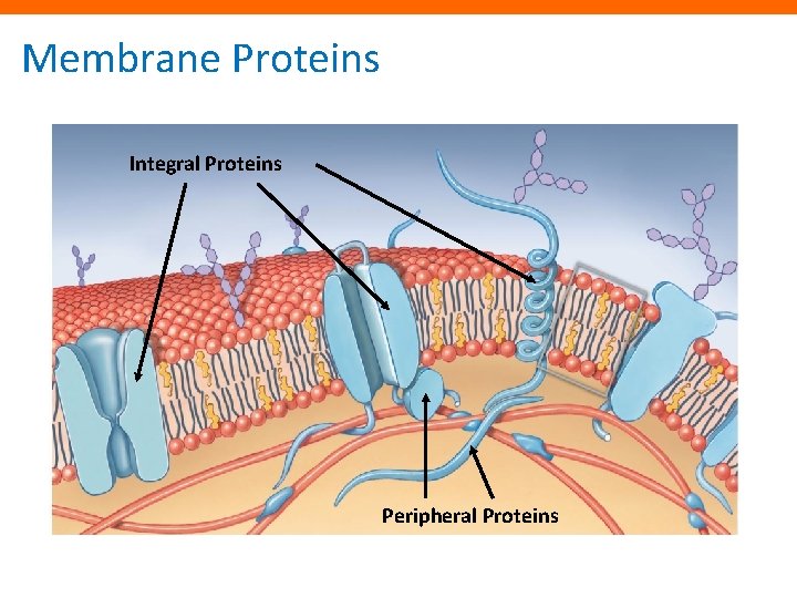 Membrane Proteins Integral Proteins Peripheral Proteins 