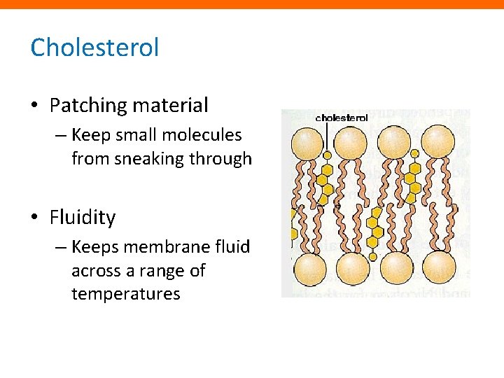 Cholesterol • Patching material – Keep small molecules from sneaking through • Fluidity –