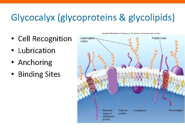 Glycocalyx (glycoproteins & glycolipids) • • Cell Recognition Lubrication Anchoring Binding Sites 