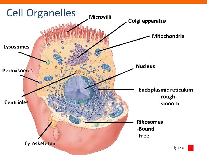 Cell Organelles Microvilli Golgi apparatus Mitochondria Lysosomes Peroxisomes Centrioles Nucleus Endoplasmic reticulum -rough -smooth