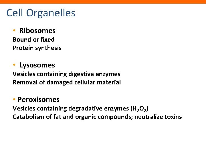 Cell Organelles • Ribosomes Bound or fixed Protein synthesis • Lysosomes Vesicles containing digestive