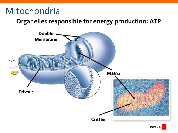 Mitochondria Organelles responsible for energy production; ATP Double Membrane Matrix Cristae Figure 3. 6