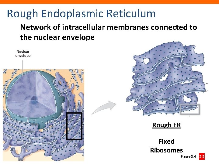 Rough Endoplasmic Reticulum Network of intracellular membranes connected to the nuclear envelope Rough ER