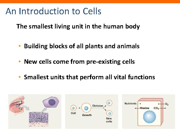 An Introduction to Cells The smallest living unit in the human body • Building