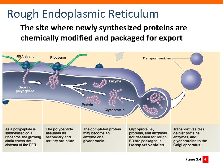 Rough Endoplasmic Reticulum The site where newly synthesized proteins are chemically modified and packaged