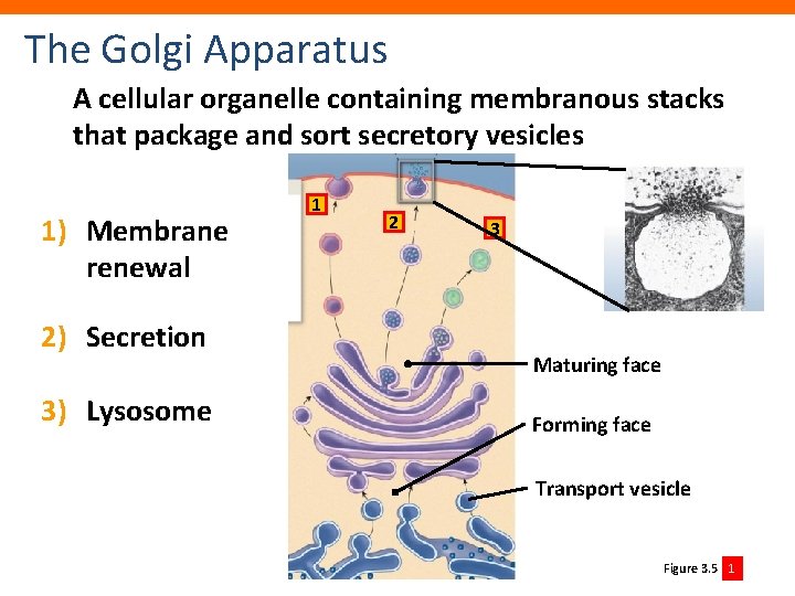 The Golgi Apparatus A cellular organelle containing membranous stacks that package and sort secretory