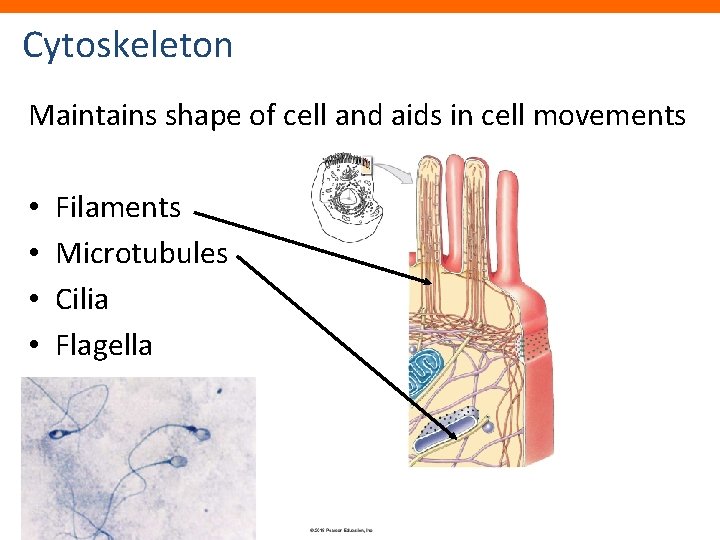 Cytoskeleton Maintains shape of cell and aids in cell movements • • Filaments Microtubules