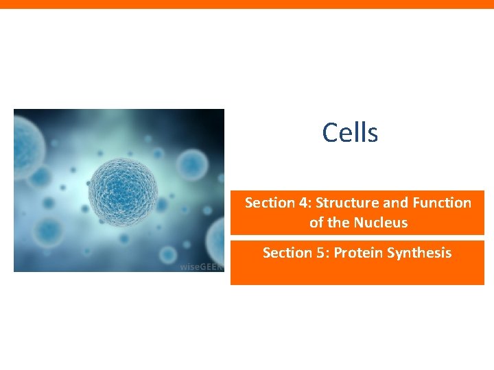 Cells Section 4: Structure and Function of the Nucleus Section 5: Protein Synthesis 