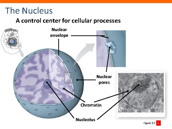 The Nucleus A control center for cellular processes Nuclear envelope Nuclear pores Chromatin Nucleolus