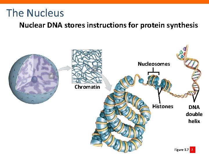 The Nucleus Nuclear DNA stores instructions for protein synthesis Nucleosomes Chromatin Histones DNA double