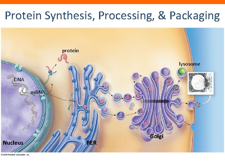 Protein Synthesis, Processing, & Packaging protein lysosome ribosome DNA m. RNA Nucleus RER Golgi