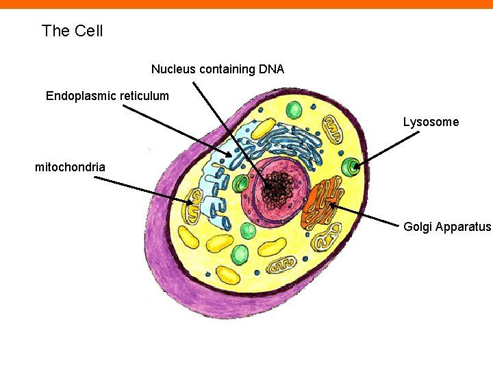 The Cell Nucleus containing DNA Endoplasmic reticulum Lysosome mitochondria Golgi Apparatus 
