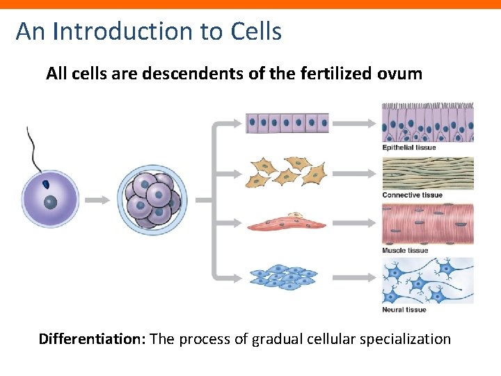 An Introduction to Cells All cells are descendents of the fertilized ovum Differentiation: The