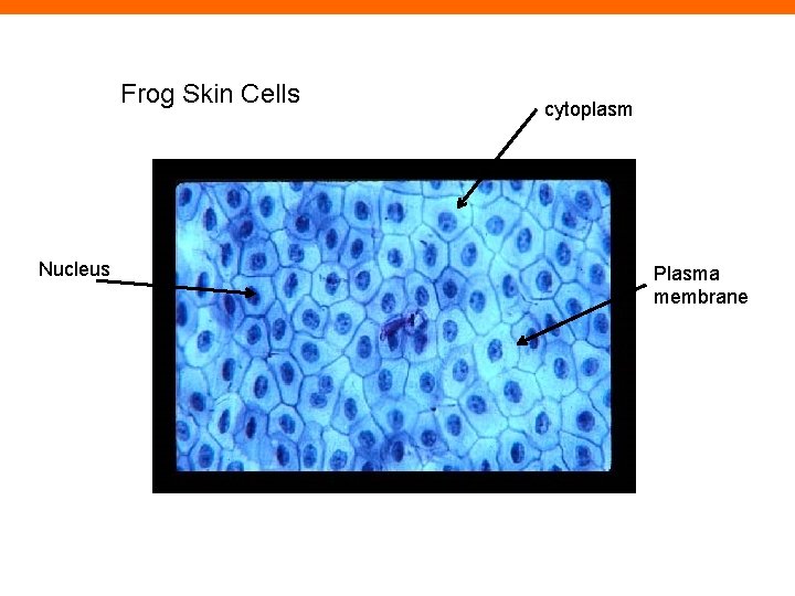 Frog Skin Cells Nucleus cytoplasm Plasma membrane 