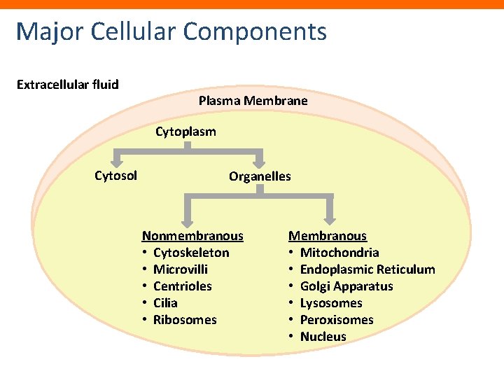 Major Cellular Components Extracellular fluid Plasma Membrane Cytoplasm Cytosol Organelles Nonmembranous • Cytoskeleton •