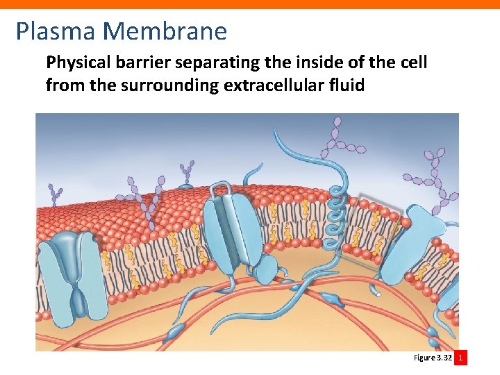 Plasma Membrane Physical barrier separating the inside of the cell from the surrounding extracellular