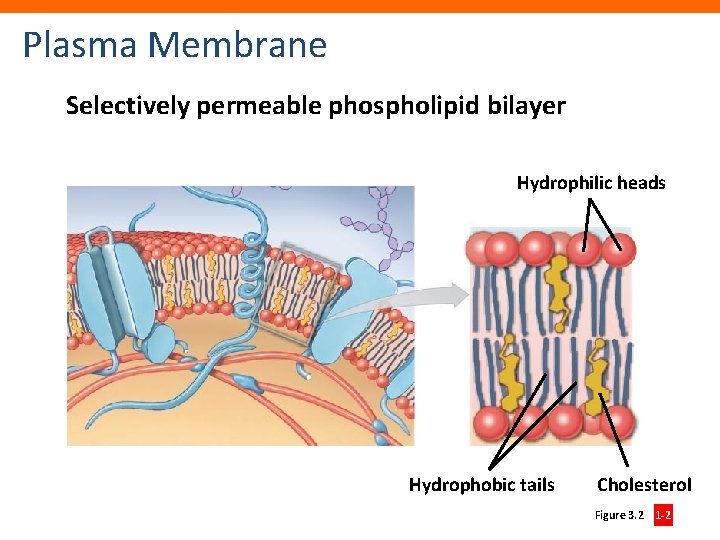 Plasma Membrane Selectively permeable phospholipid bilayer Hydrophilic heads Hydrophobic tails Cholesterol Figure 3. 2