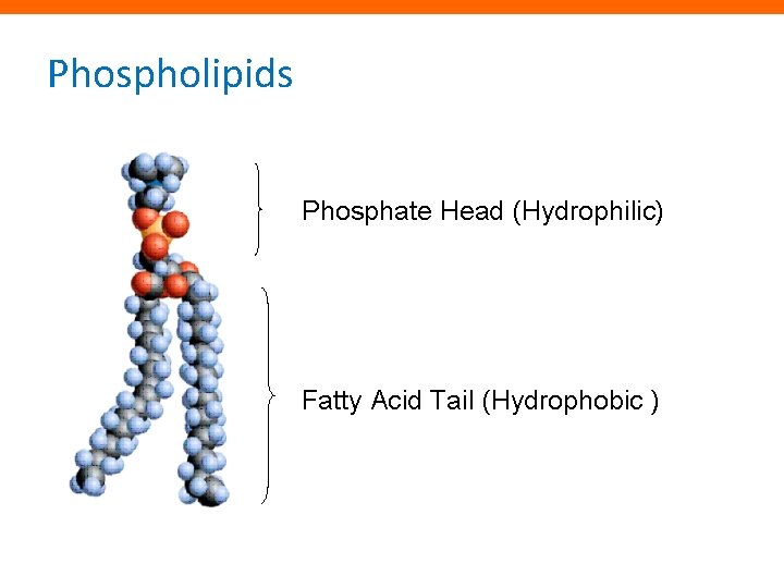 Phospholipids Phosphate Head (Hydrophilic) Fatty Acid Tail (Hydrophobic ) 