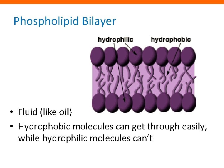 Phospholipid Bilayer • Fluid (like oil) • Hydrophobic molecules can get through easily, while