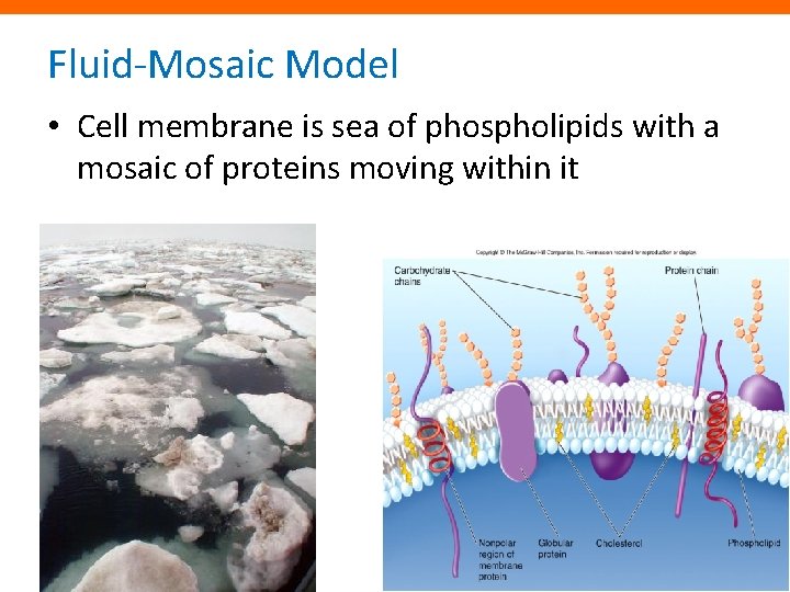 Fluid-Mosaic Model • Cell membrane is sea of phospholipids with a mosaic of proteins