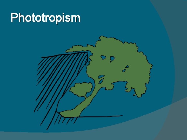 Phototropism 