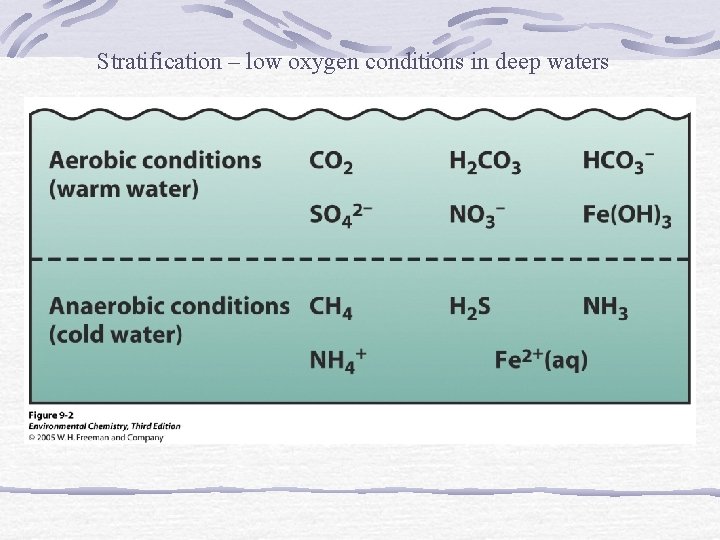 Stratification – low oxygen conditions in deep waters 