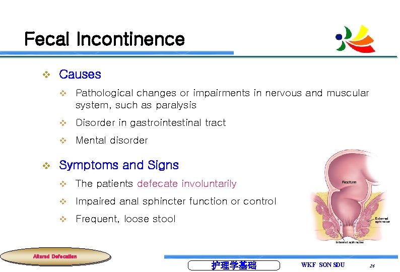 Fecal Incontinence v v Causes v Pathological changes or impairments in nervous and muscular